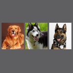 Collier de traction télescopique en cuir de vachette pour chien, convient aux chiens moyens et grands, taille M, longueur de la corde : 128 cm, tour de cou : 32-44 cm