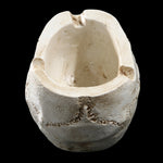 Halloween Utensils Resin Skull Ashtray Personality Home Decoration