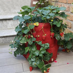 6 Pockets 26L / 7 Gallon Non-woven Felt Strawberry Planting Bag, Size: 30X35cm, Size: 30X35cm