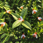 6.5m 30 LEDs Bee Solar Powered Warm White Outdoor Garden Decorative String Light Fairy Lamp with 100mA / 1.2V Solar Panel, 30 LEDs