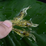 10 PCS 4cm Fishing Soft Bait Lures Popper Poper Baits, Luminous Shrimp, Pink Shrimp, Green Shrimp, Transparent Shrimp, Artificial Shrimp