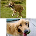 PULUZ Hound Dog Fetch Harness Adjustable Chest Strap Mount for GoPro, Insta360, DJI and Other Action Cameras, Dog Chest Strap