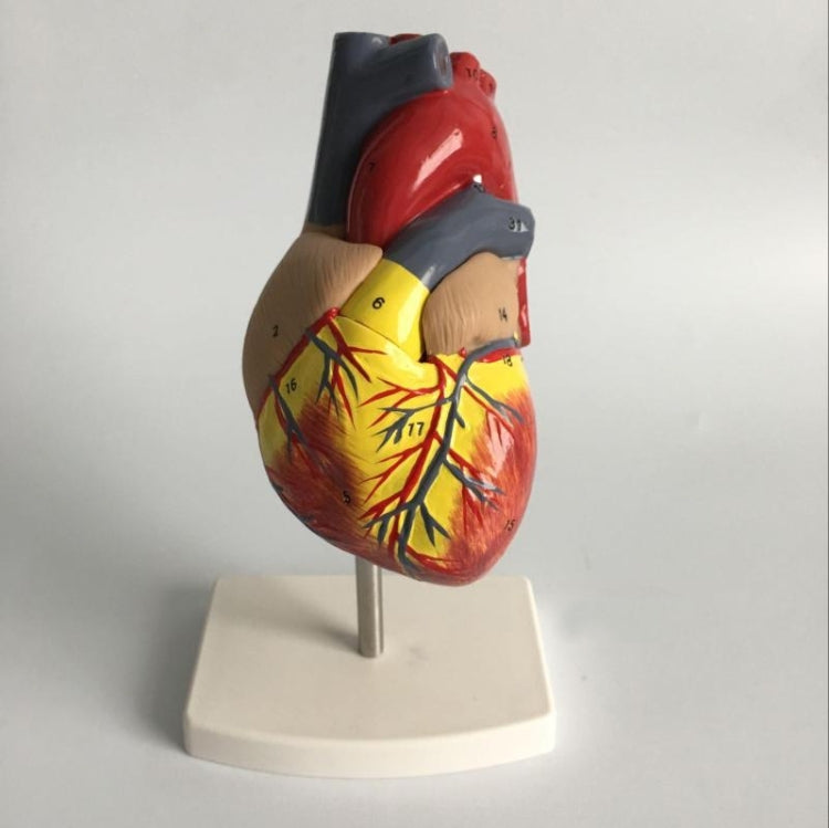 1: 1 Human Heart anatomical Model Medical Cardiology Heart anatomy teaching model with number mark, Human Heart Anatomical Model
