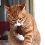 2 PCS Teeth Grinding Catnip Toys Funny Interactive Plush Cat Toy Pet Kitten Chewing Toy  Claws Thumb Bite Cat mint for Cats