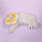 Collier anti-léchage pour animaux de compagnie en forme de fleur mignonne