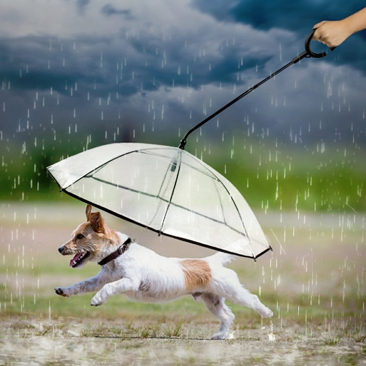Parapluie transparent réglable pour animaux de compagnie, idéal pour la pluie et les promenades avec un chien ? Laisse