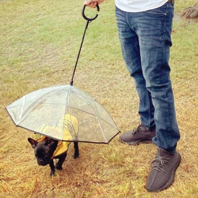 Parapluie transparent réglable pour animaux de compagnie, idéal pour la pluie et les promenades avec un chien ? Laisse