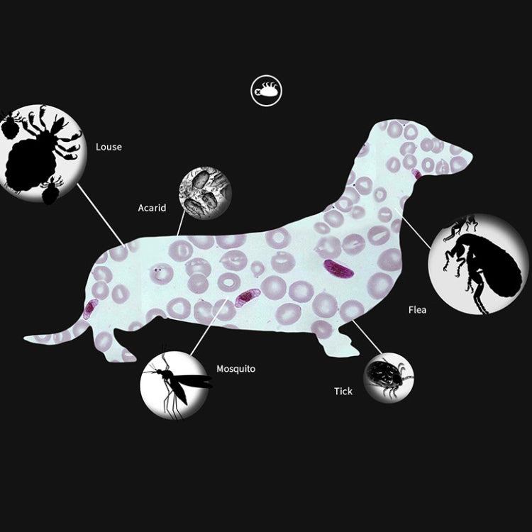 Collier anti-puces et anti-poux pour animaux de compagnie, anneau anti-insectes in vitro pour animaux de compagnie