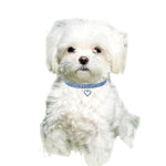 Pet Supplies Elastic Love Cats And Dogs Accessories Pet Collars, S, M, L