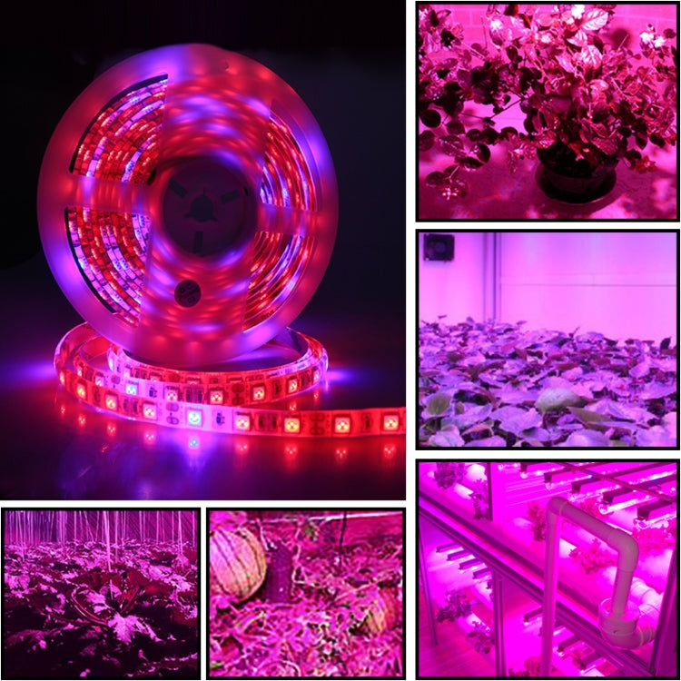 شريط أضواء LED 5م 300 LED SMD 5050 طيف كامل Fitolampy أضواء نمو لبيت زجاجي زراعة مائية، مقاوم للماء