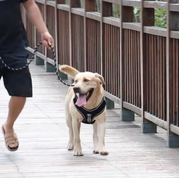 Pet Reflective Leash Medium & Large Dog Walking Supplies, Blue, Black, Red