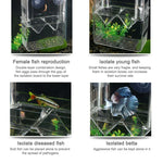 Peacock Fish Double Layer Transparent Breeding Isolation Box Aquarium Breeding Box, Small, Large, Extra Large