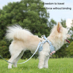 Hundeleine mit Weste, Teddy-Brustgurt und Kette, Größen: S, M, L, XL