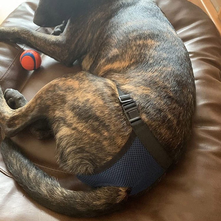 Breathable Dog Physiological Pants Menstrual Pants Anti - harassment Sanitary Pants - Trustpick