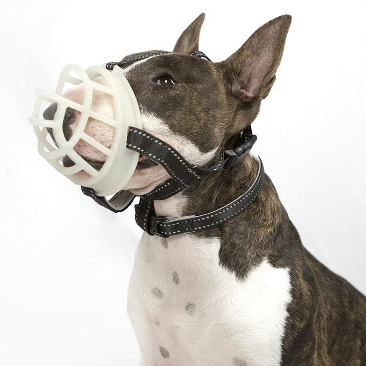 Fluorescent Dog Mouth Cover Pet Masks Anti - Bite And Bark Stopper Pet Supplies - Trustpick