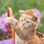 Mini Pet Straw Hat Cat Dog Birthday Party Sun Visor Hat - Trustpick