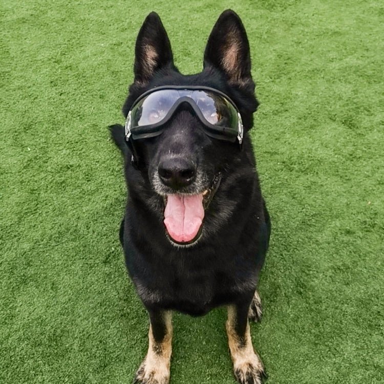 Pet Goggles Dog Transparent Glasses Waterproof Windproof Snowproof Dog Glasses - Trustpick