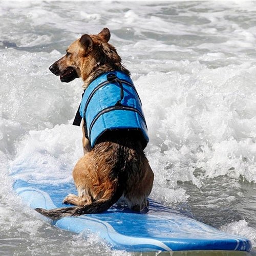 Pet Saver Dog Reflective Stripes Life Vest Jacket for Swimming Boating Surfing, Size: S - Trustpick